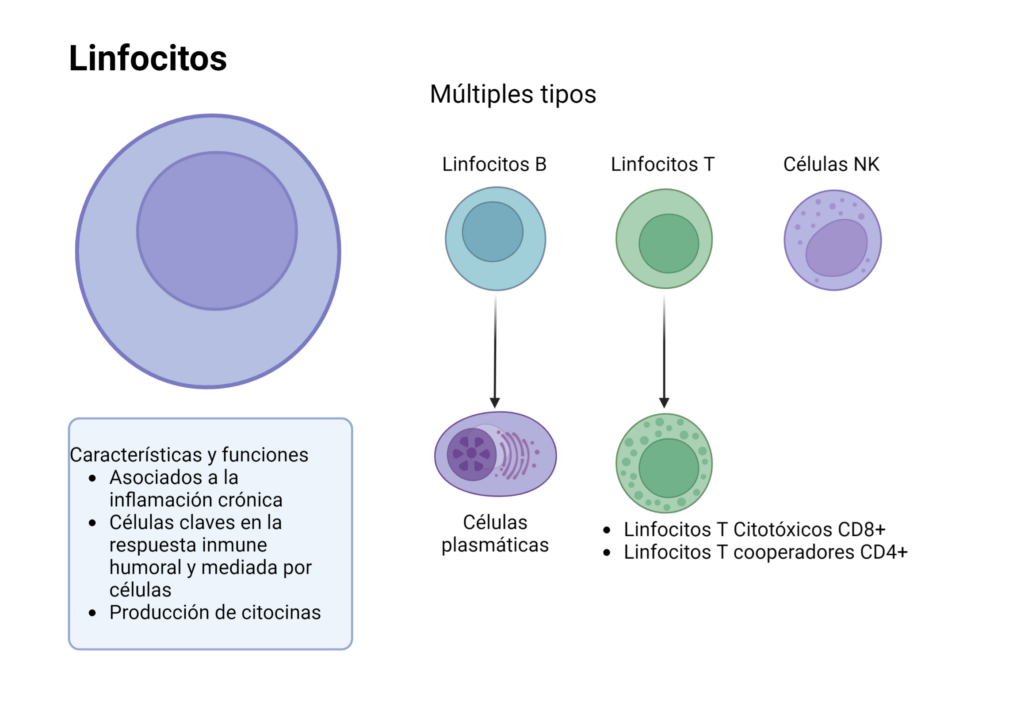 Proceso inflamatorio Patología General Veterinaria