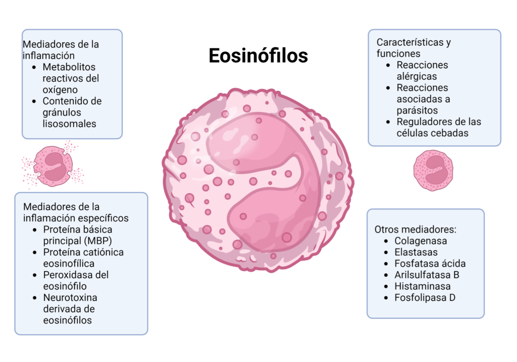 Eosinófilos – Patología General Veterinaria