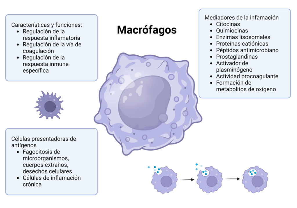 Macrófagos – Patología General Veterinaria